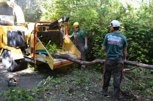 tree services Irvine